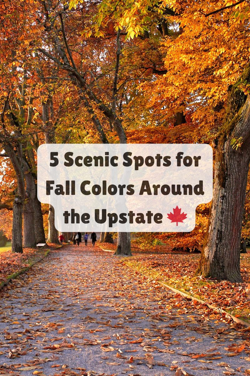 Tree-lined path covered in autumn leaves with people walking beneath golden foliage in Upstate South Carolina.